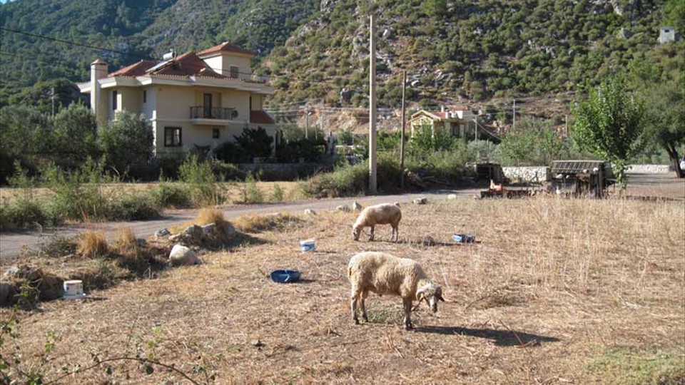 Turunç - sheep grazing just a few minutes away from the main street