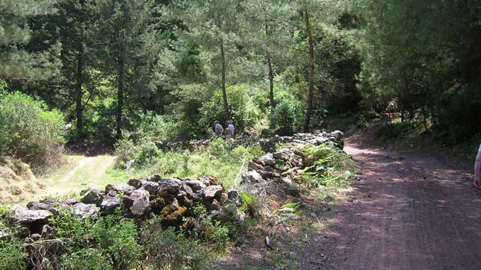 Dereözü - woodland walks