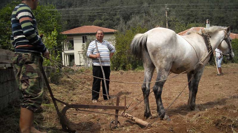 Dereözü - farming methods have not changed for centuries!