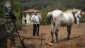 Dereözü - farming methods have not changed for centuries!