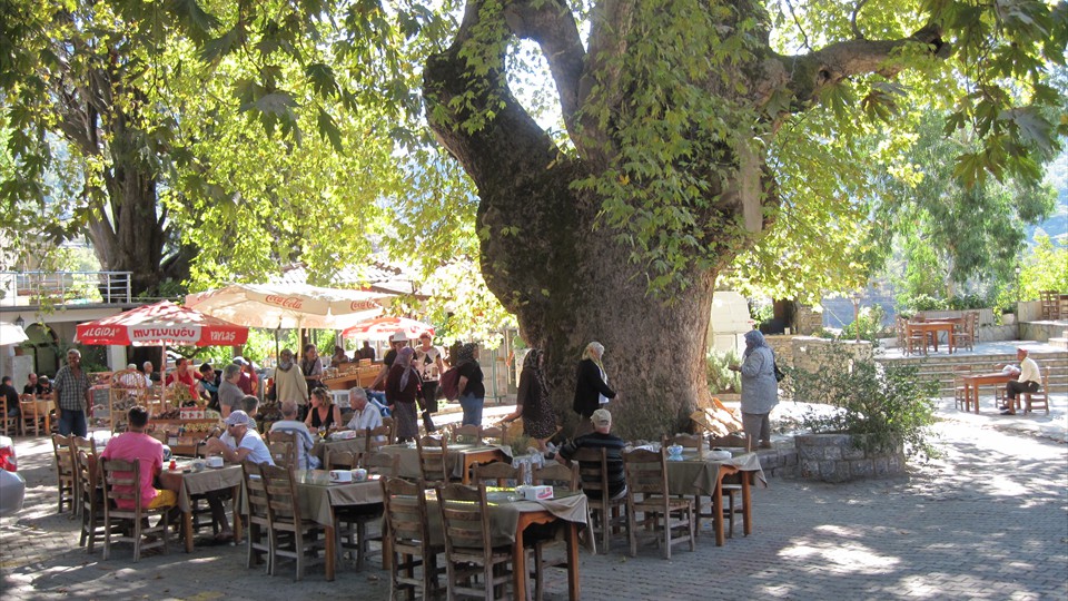Bayır - the famous plane tree in the village