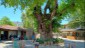 Bayır - the famous plane tree in the village