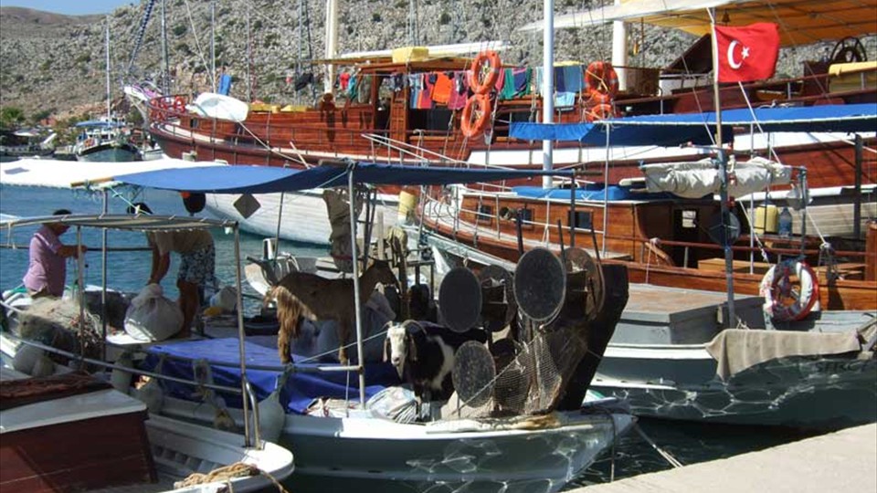 Bozburun Harbour - goats on boats