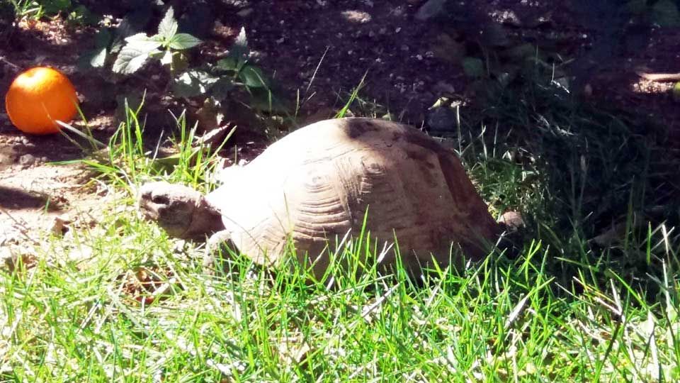 A tortoise appears after its winter hibernation